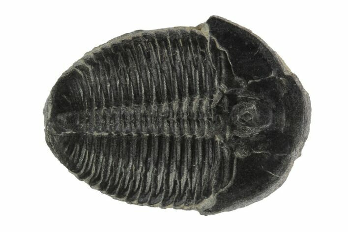 Elrathia Trilobite Fossil - Wheeler Shale, Utah #97124